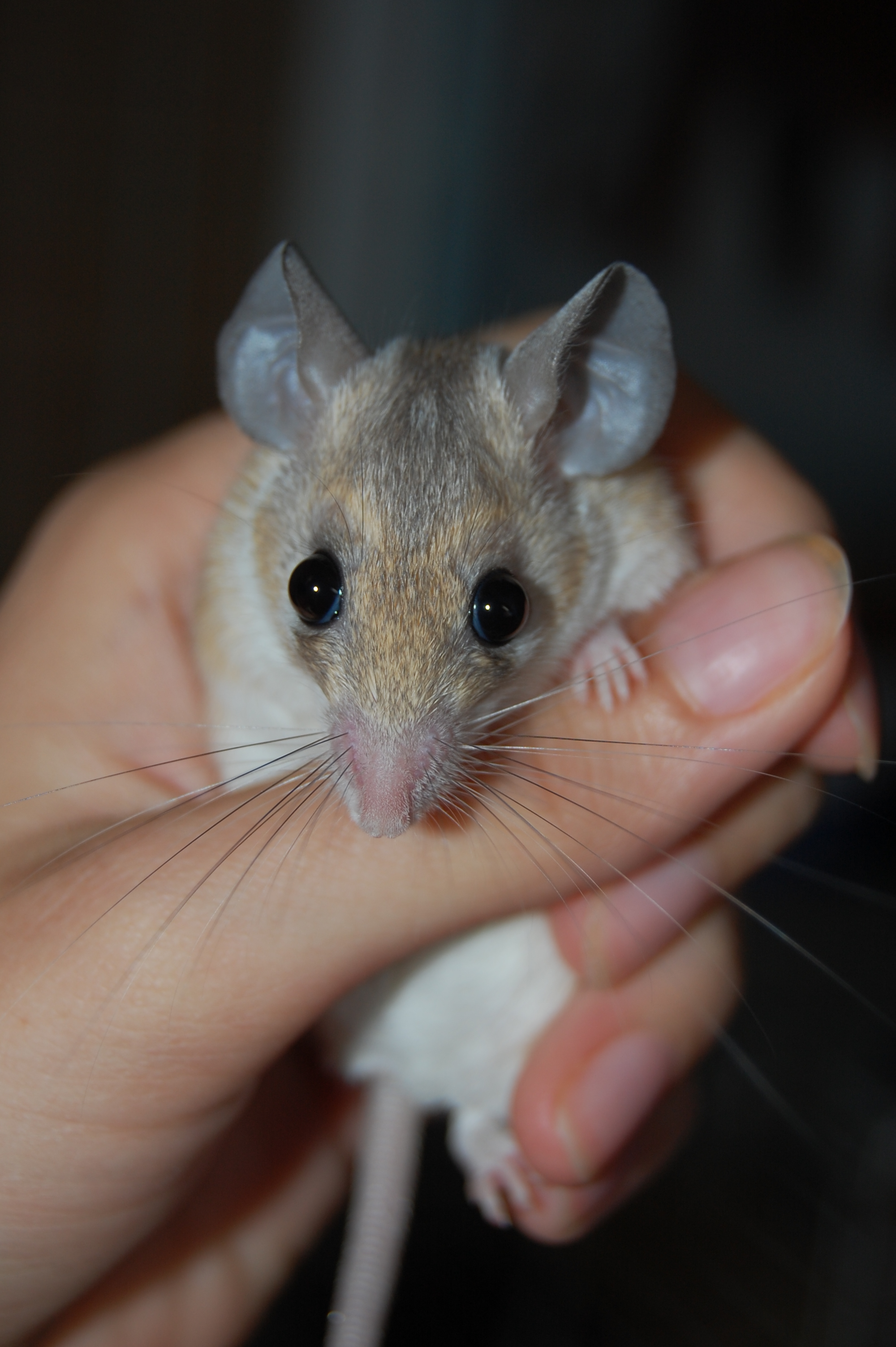 DSC_0104.JPG